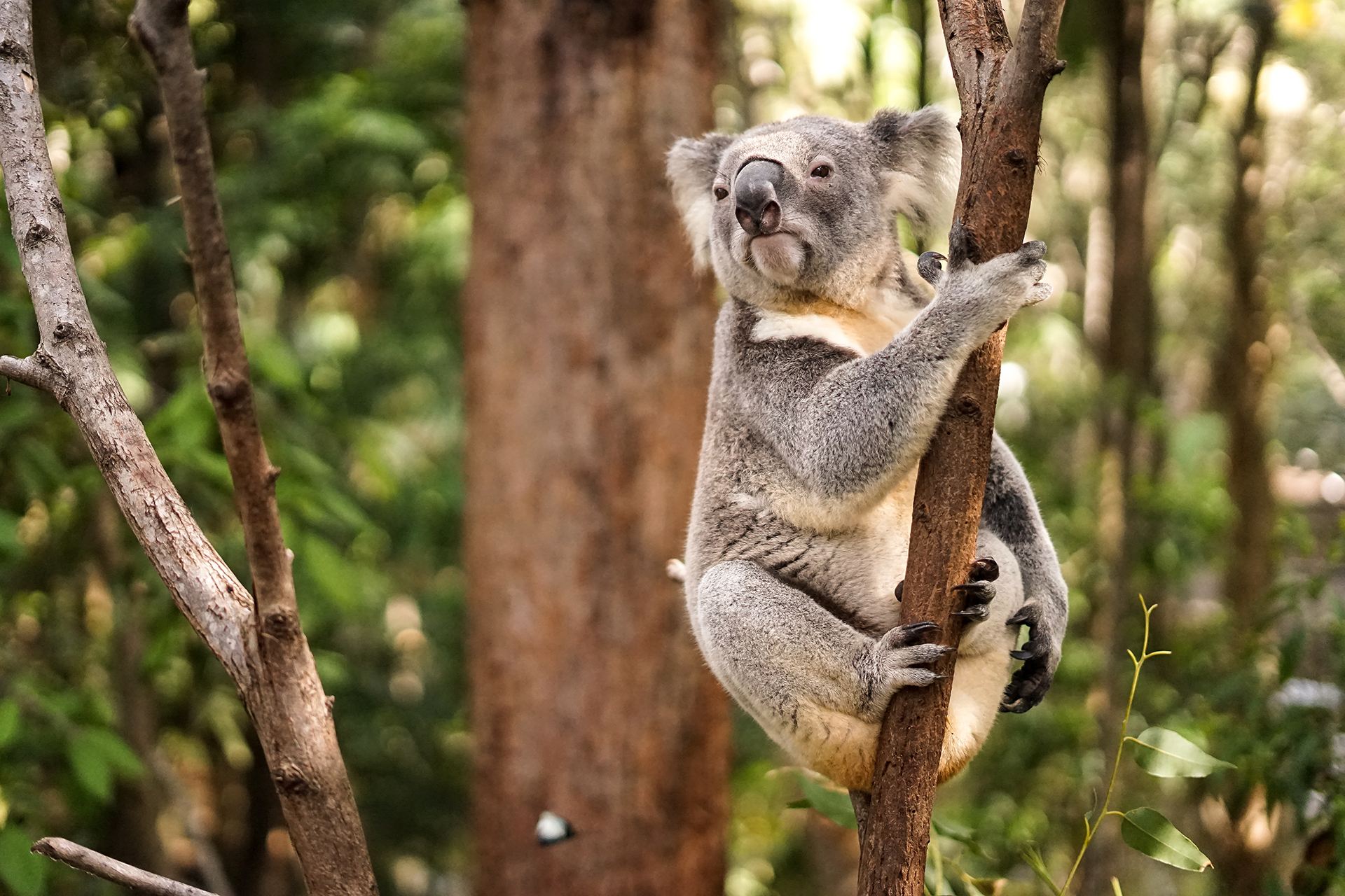 Mr. Koala im Currumbin Wildlife Sanctuary