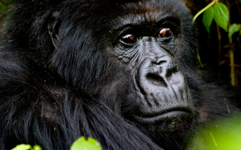 Gorillas in Ruanda | Foto: Steve Lorimer/OverAfrica