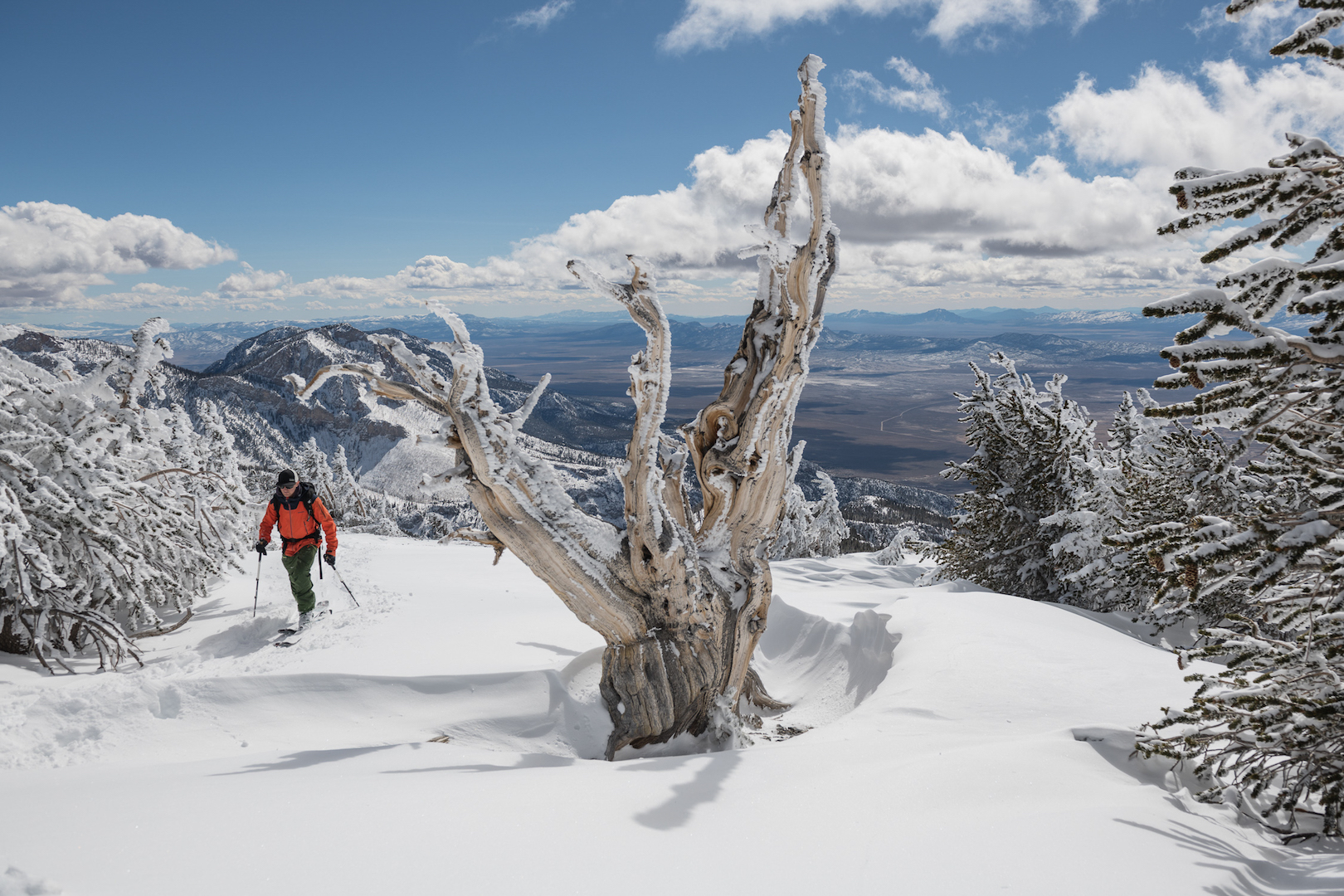 Photos taken in ancient bristlecone forests found in Nevada and California.
