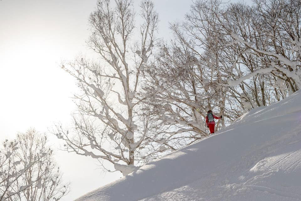 Japan, Niseko, Hokkaido, Japow