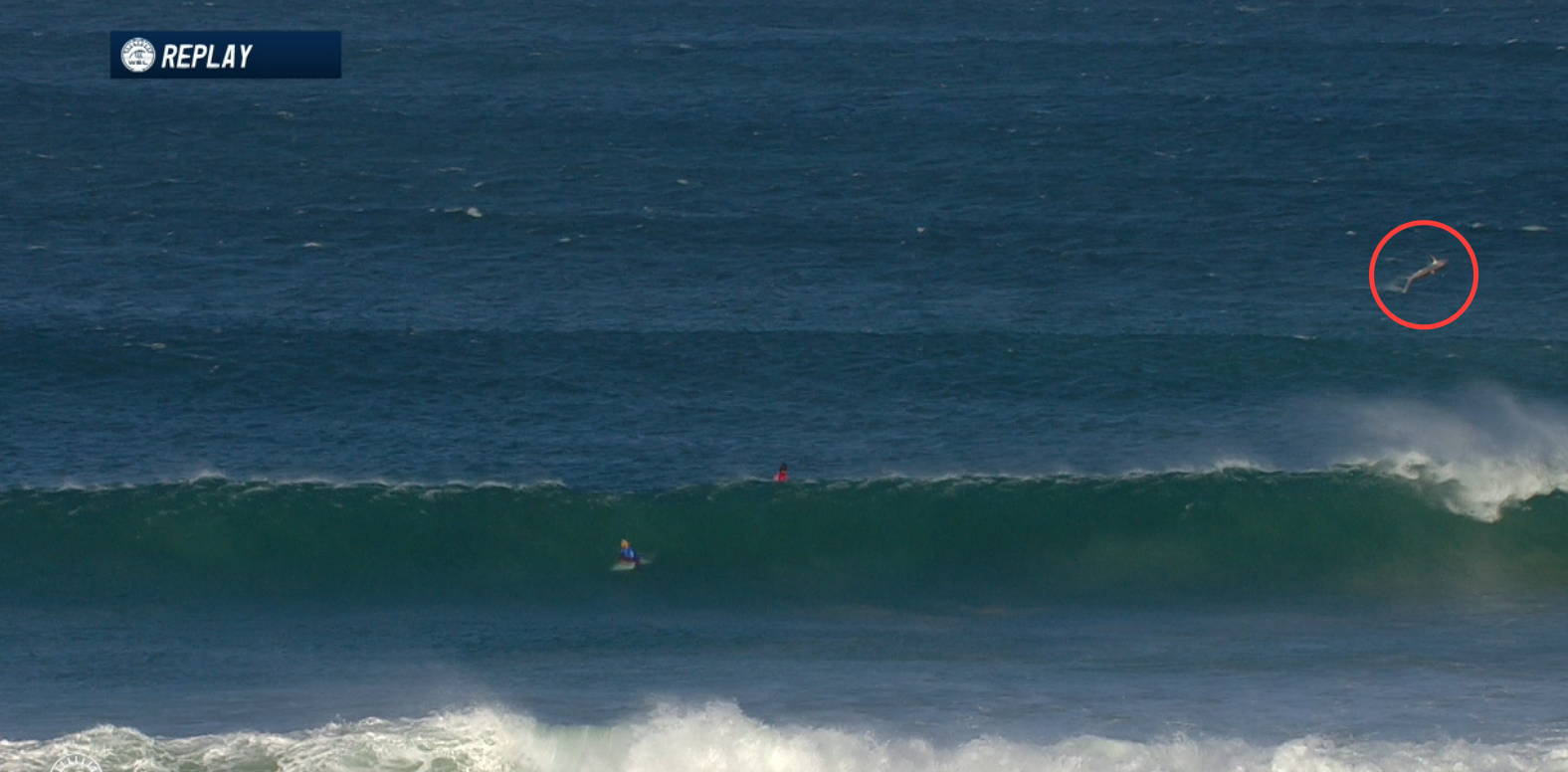 Hai Im Line Up Der Corona Open J Bay Surfers Mag